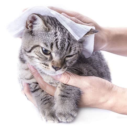 Portfolio | Wet Wipes Machine Droid wetwipes pets - Portfolio | Wet Wipes Machine