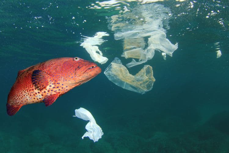 Microplastic Found in Fish - Sustainability Solution for Wet Wipes