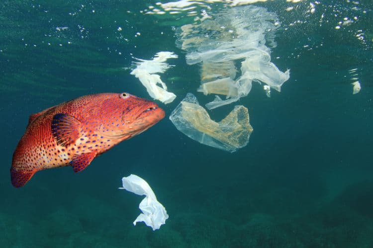 Mikroplastik in Fisch gefunden – Nachhaltigkeitslösung für Feuchttücher