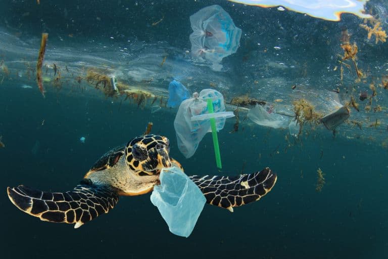 Zanieczyszczenie tworzywami sztucznymi Jedz plastik 1 - Zrozumienie znaczenia zrównoważonego rozwoju w produkcji chusteczek nawilżanych