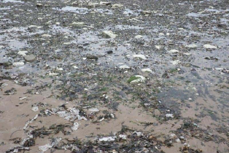 Wet Wipes Pollution Environment - Soluție de durabilitate pentru șervețele umede