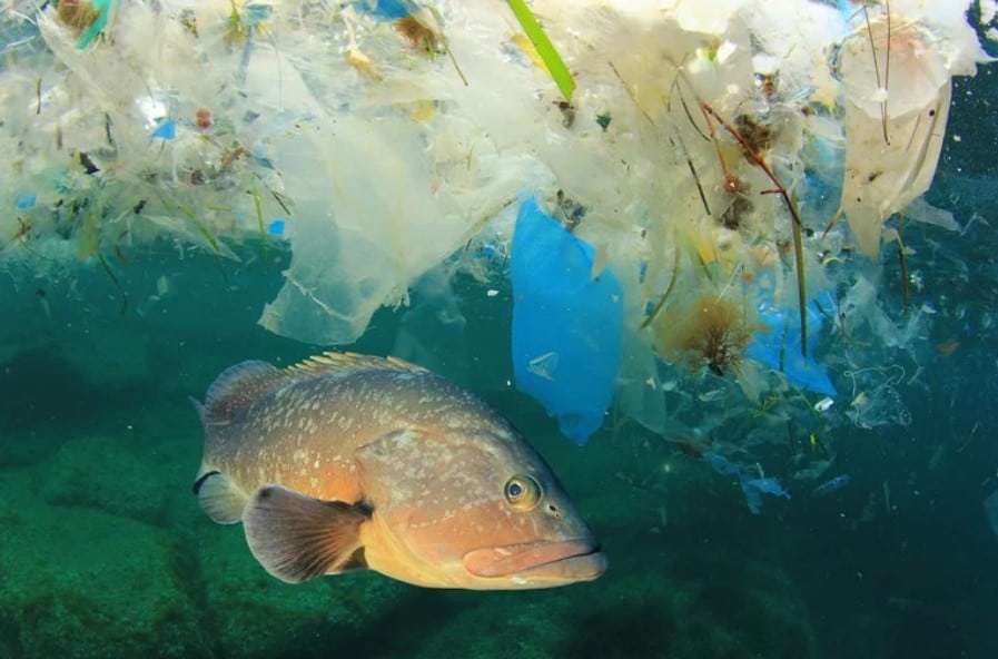 Wet Wipes Pollution Fish - Nachhaltigkeitslösung für Feuchttücher