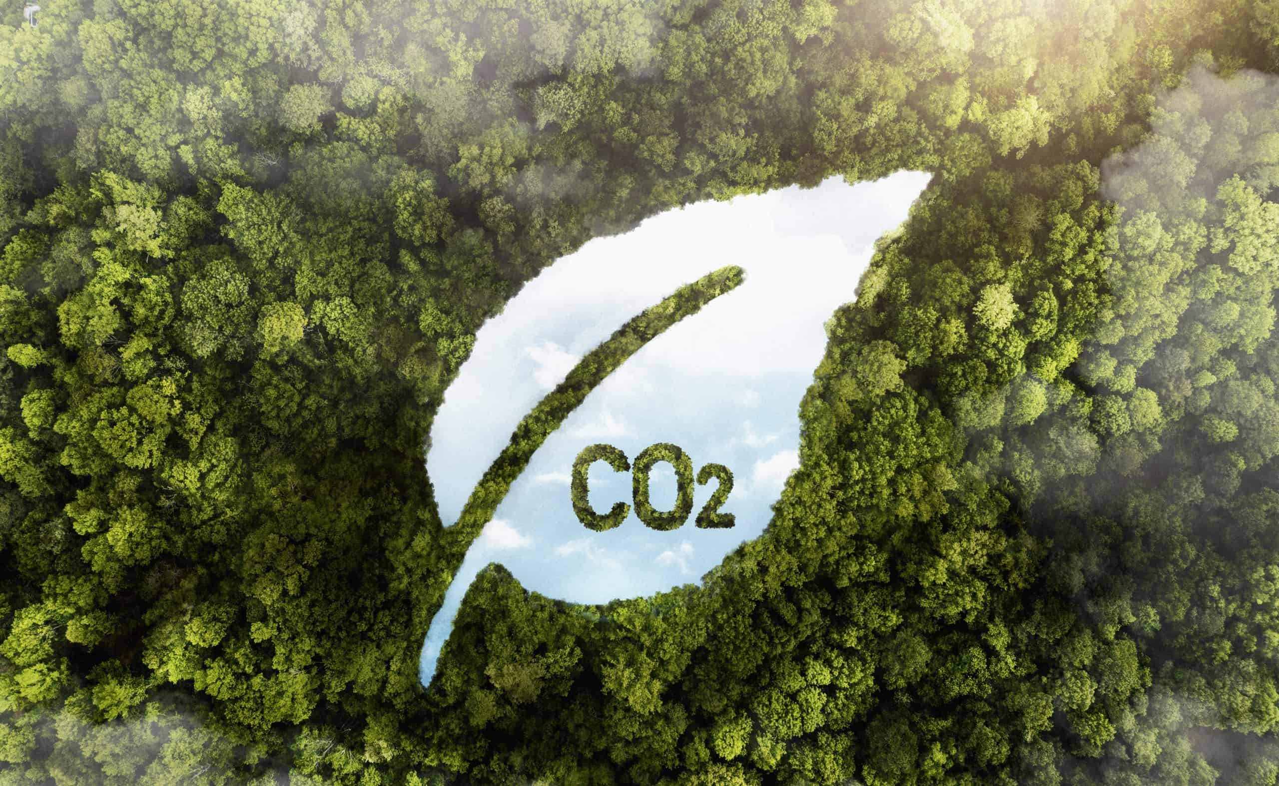 view green forest trees with co2 scaled - Tips to Cut Carbon Footprints in Wet Wipes Manufacturing